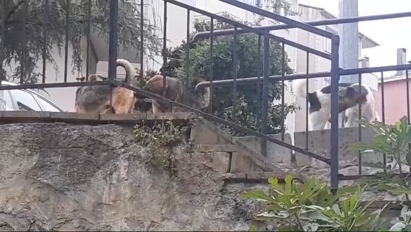Beykoz'da vatandaş başıboş köpeklerden şikayetçi