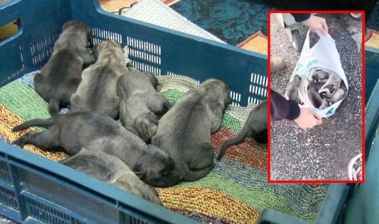 Sancaktepe'de hayvan vahşeti! 11 yavru köpek bulundu