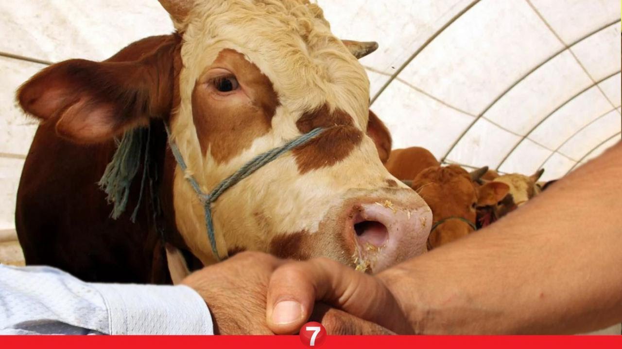 Kurban kesecekler dikkat! Cezalar arttı